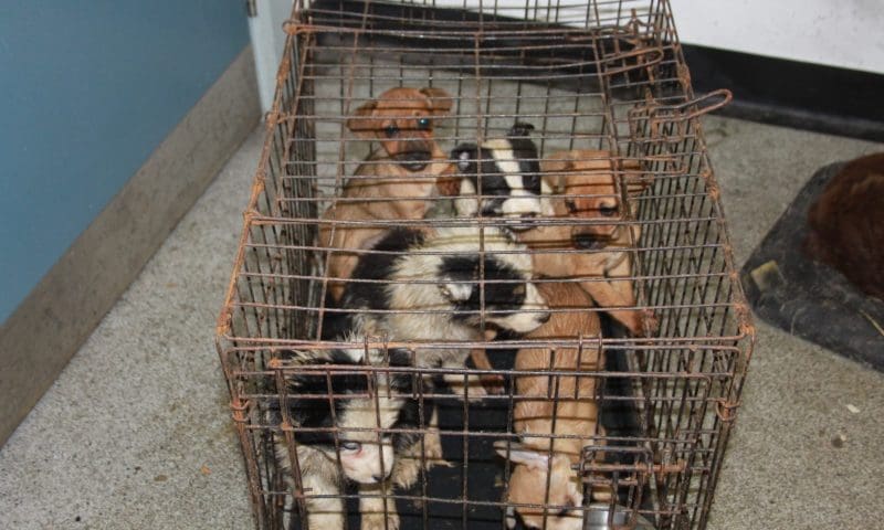 HMRC raises millions from tax-dodging puppy farmers