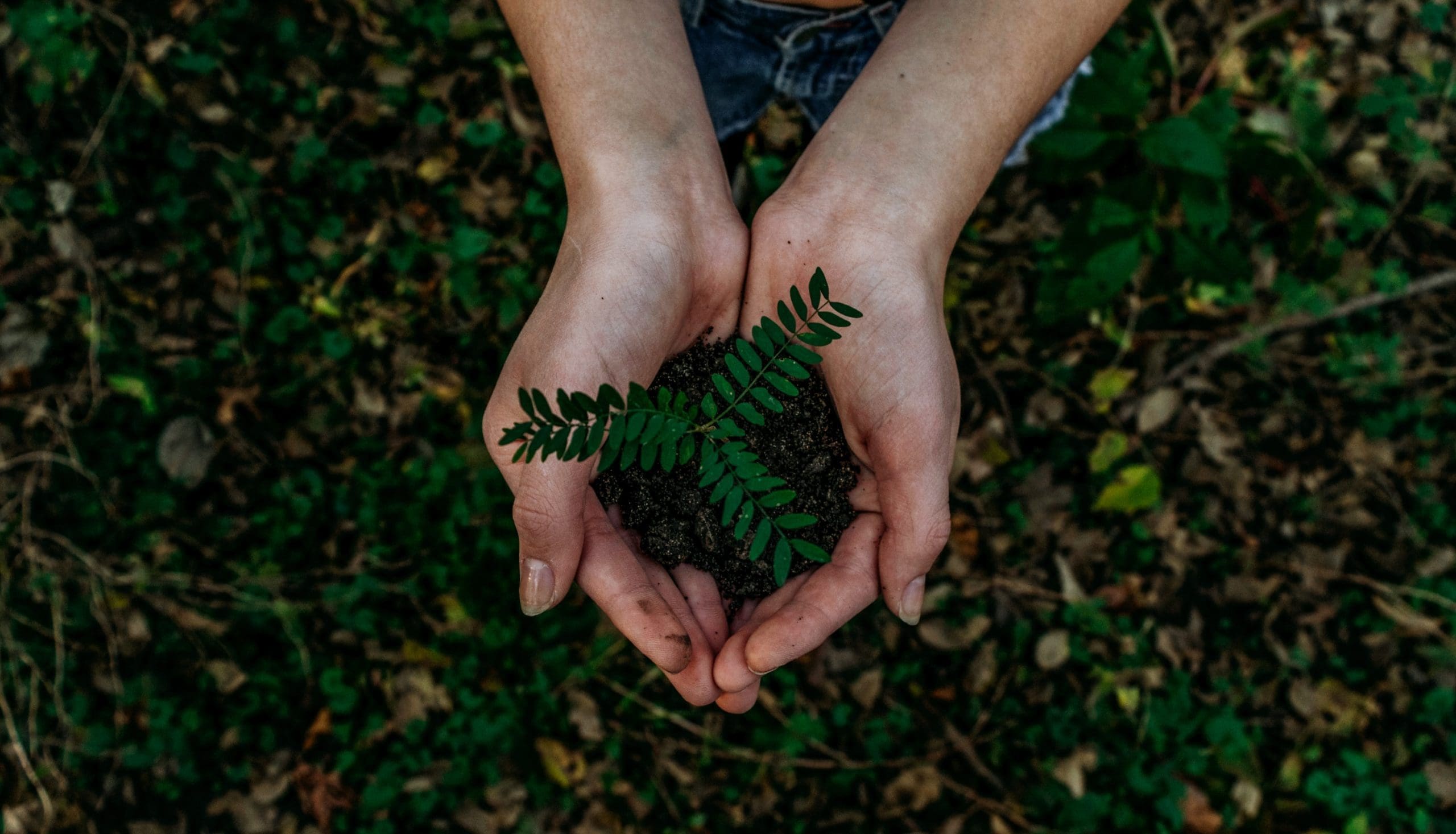 Kreston Reeves to plant trees for every client